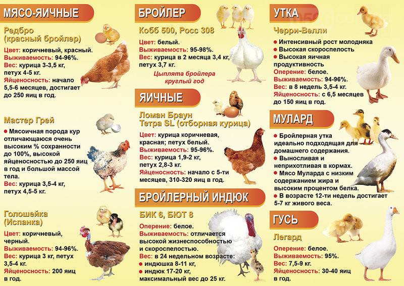 ✅ таблицы веса и роста бройлеров по дням (вес и рост цыпленка в месячном возрасте)
