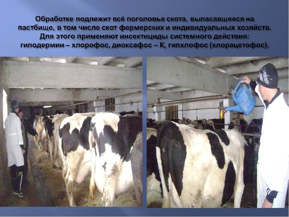 Гиподерматоз коров - болезни коров
