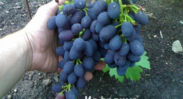 Высокоурожайный сорт винограда кодрянка