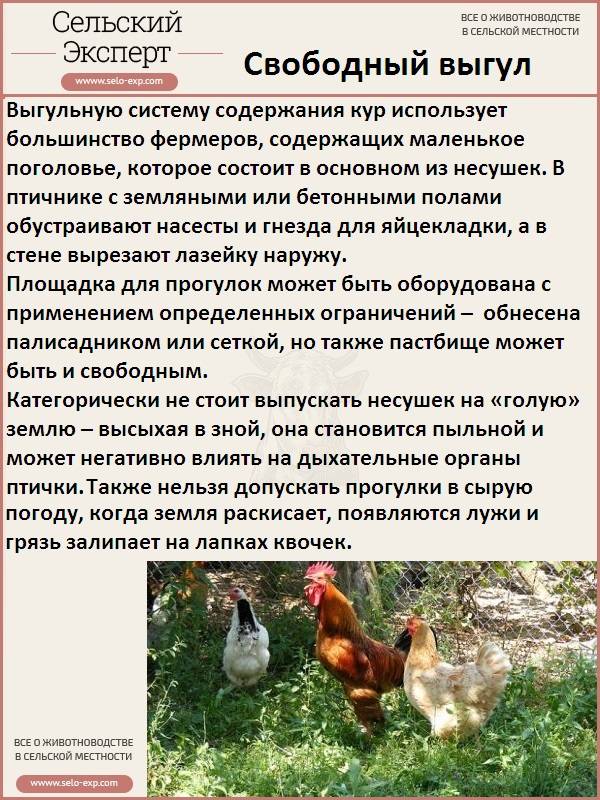 ᐉ содержание домашней птицы в частном доме закон - zooshop-76.ru