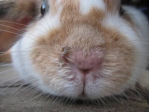 Кролик чихает: что делать, причины и лечение