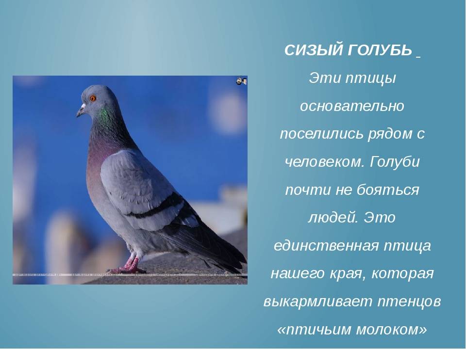 Сизый голубь — описание и систематика птицы