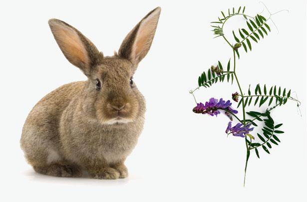 Кормление кроликов в домашних условиях для начинающих: чем и как кормить?