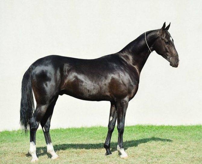 Порода: ахалтекинская лошадь. описание