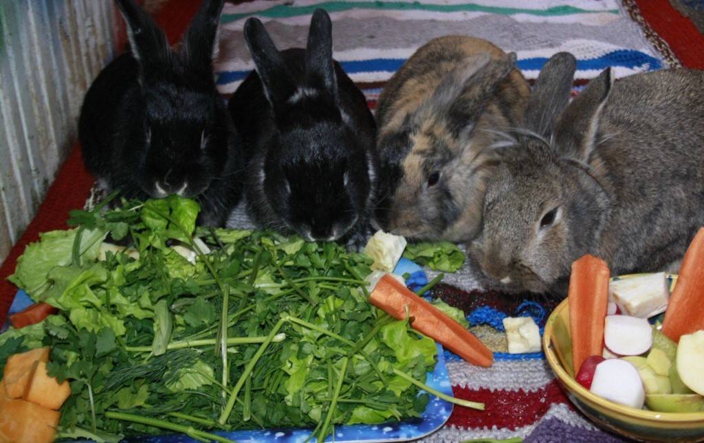 Чем поить кроликов зимой в домашних условиях
