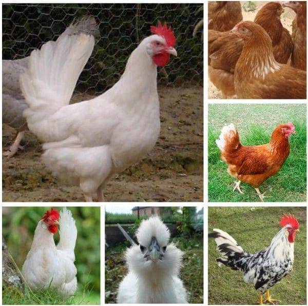 Петух и курица породы белый леггорн: описание разновидностей и особенностей содержания цыплят