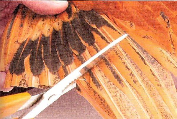 Как обрезать крылья курам: инструкция правильной подрезки