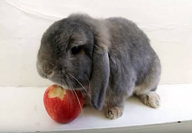 Можно ли давать кроликам яблоки и в каком количестве, видео и фото