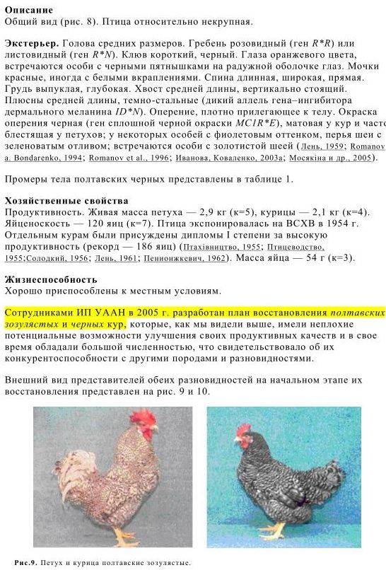 Пушкинская порода кур: фото, описание, отзывы, плюсы и недостатки