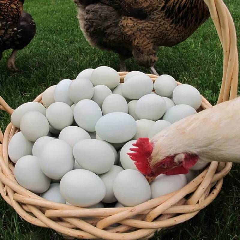 Почему куры клюют яйца