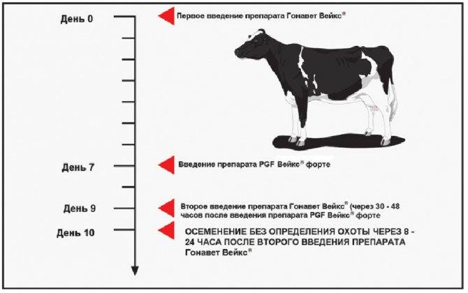 Беременность коровы: длительность, определение срока и даты родов