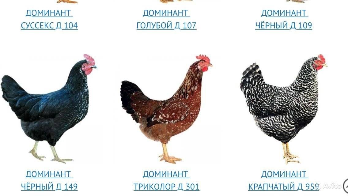 Курица доминант: описание породы, разведение, содержание, отзывы :: syl.ru