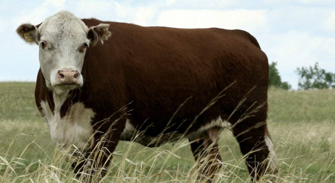 Содержание коров породы герефорд и их характеристики