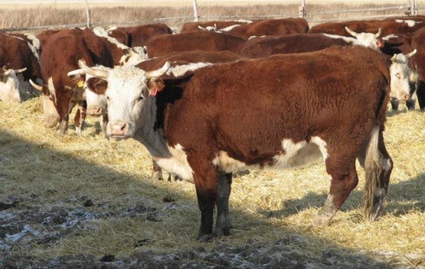 Коровы породы казахская белоголовая как ухаживать и чем кормить в домашних условиях