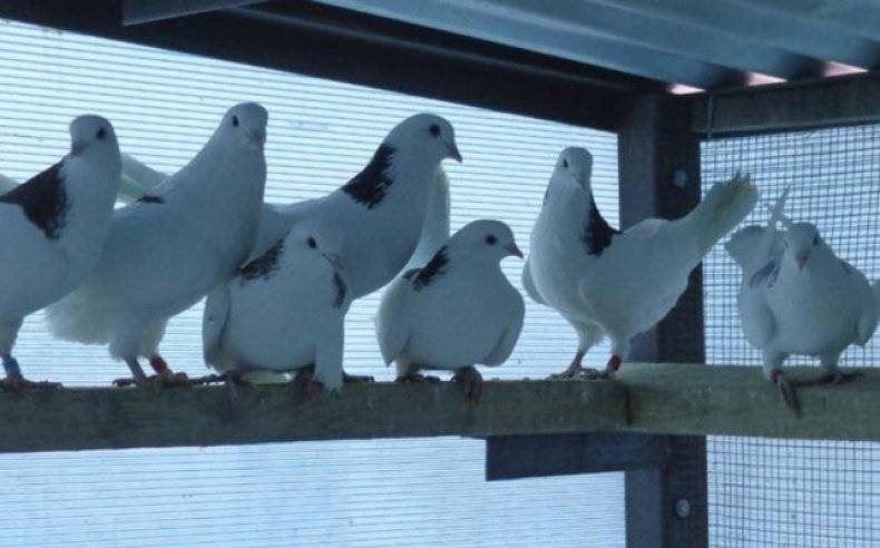 На какие виды делятся бакинские голуби?