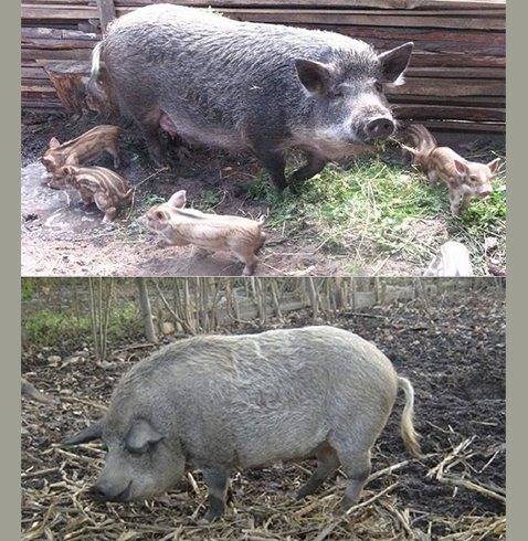 Порода свиней венгерская мангалица: описание и содержание