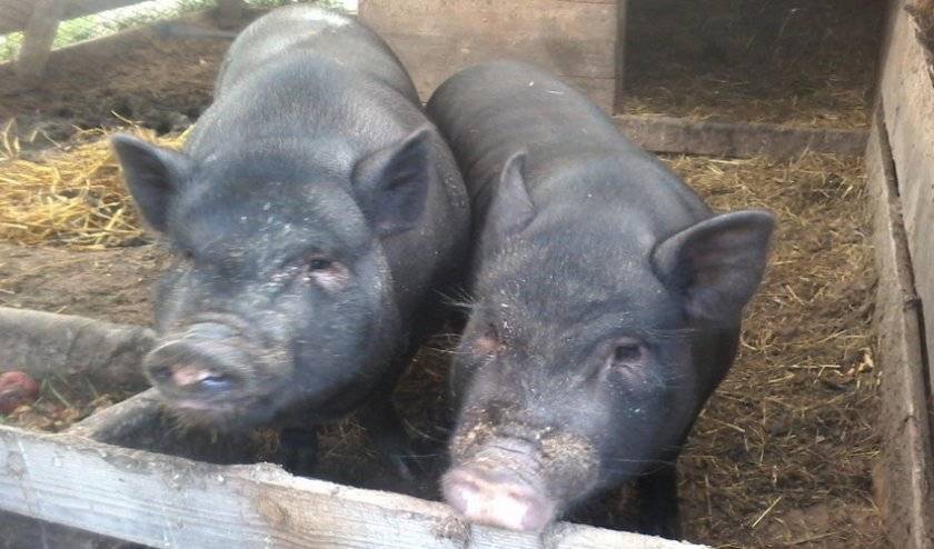 Разведение вьетнамских свиней как бизнес
