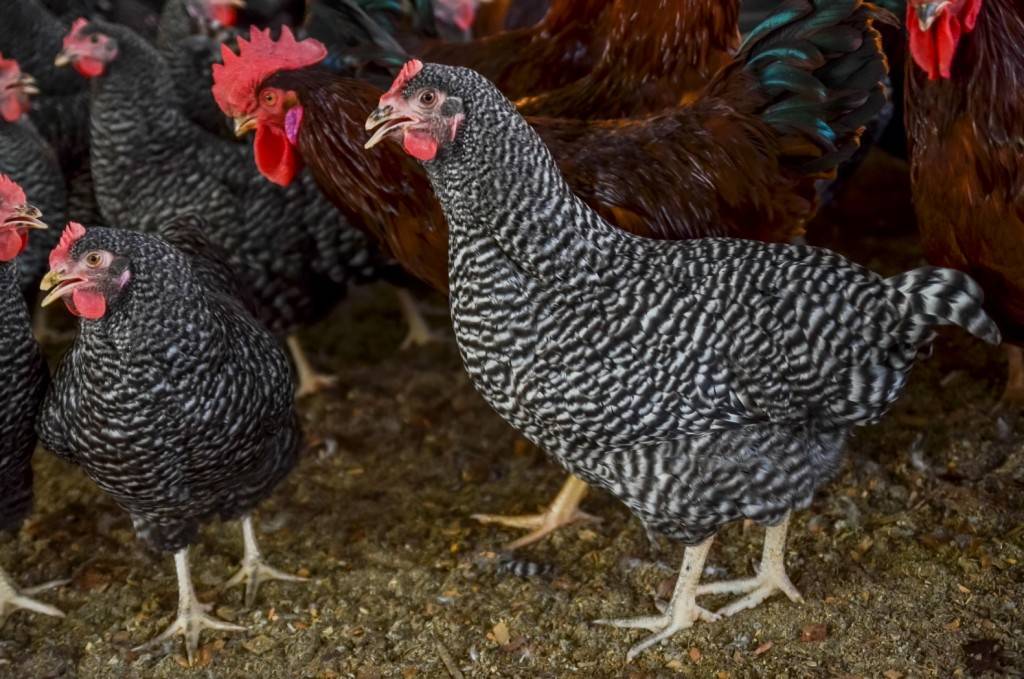 Куры плимутрок: описание и характеристика плимутрока полосатого и других видов породы, выращивание цыплят