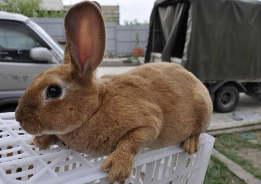 Все о декоративных кроликах — содержание в домашних условиях и уход