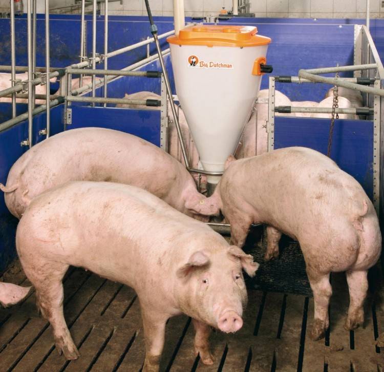 Выращивание свиней: самые современные системы и технологии