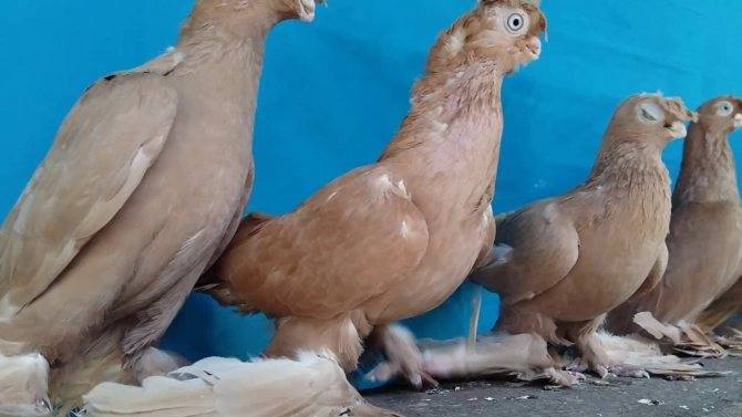 Узбекские голуби – элегантные и быстрые птицы с востока