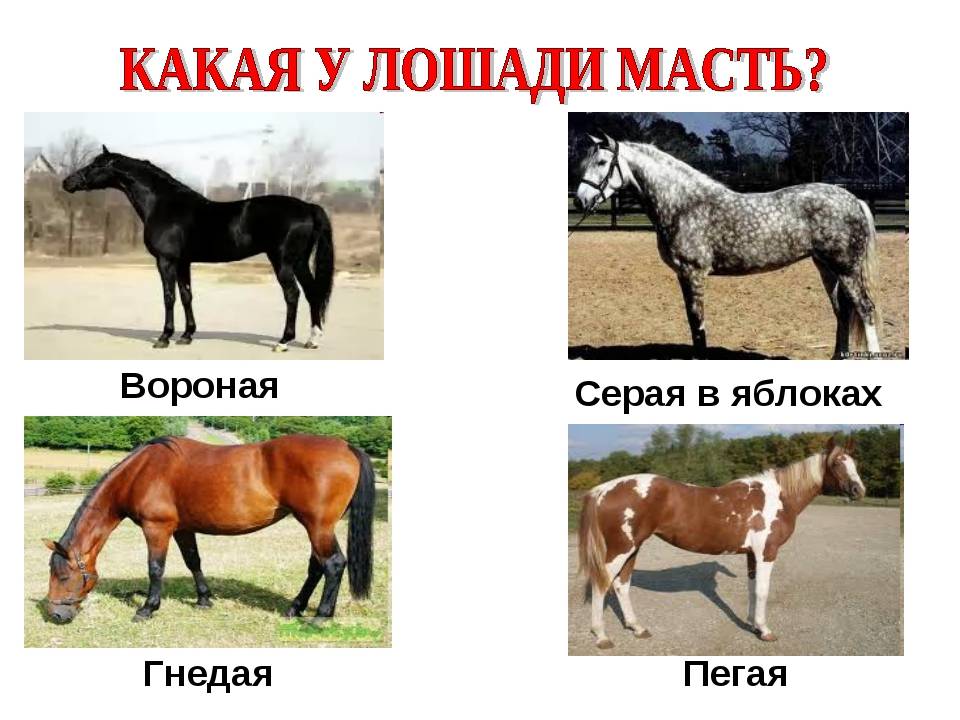 Разбираем все масти лошадей: полное описание и характеристика с фото