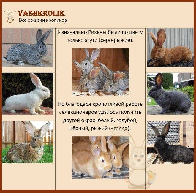 Описание и особенности разведения кролика породы ризен