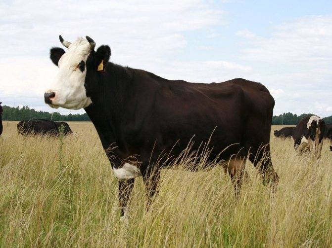 Ярославская порода коров: характеристика, содержание и рацион