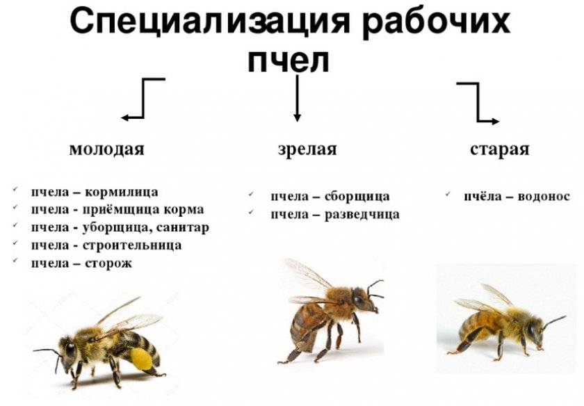 Кто такой трутень, каково его предназначение в пчелиной семье