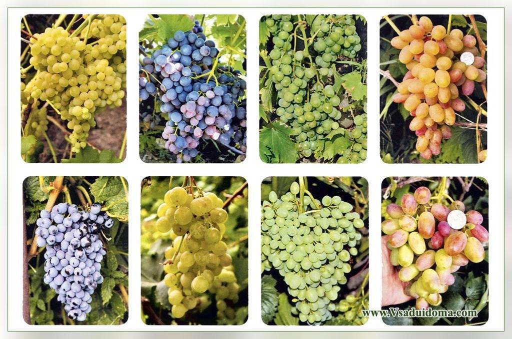 Лучшие сорта винограда для средней полосы россии: винные, технические, сладкие