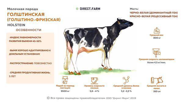Разведение крс | 29 ключей высокой продуктивности коров