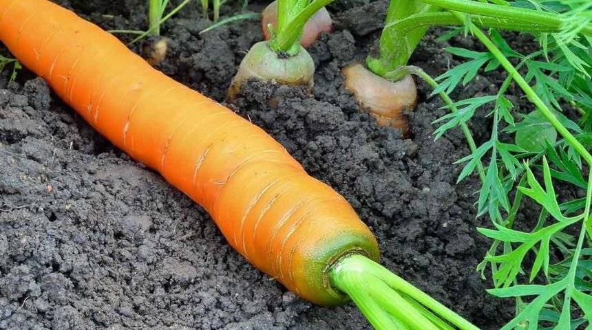 Почему морковь становится горькой при хранении и что делать? | садоёж
