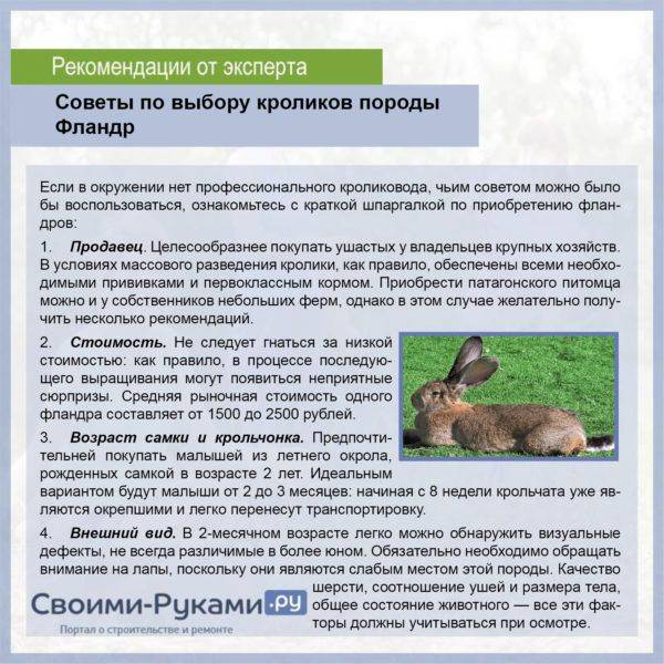 Венский голубой кролик: особенности и перспективы разведения