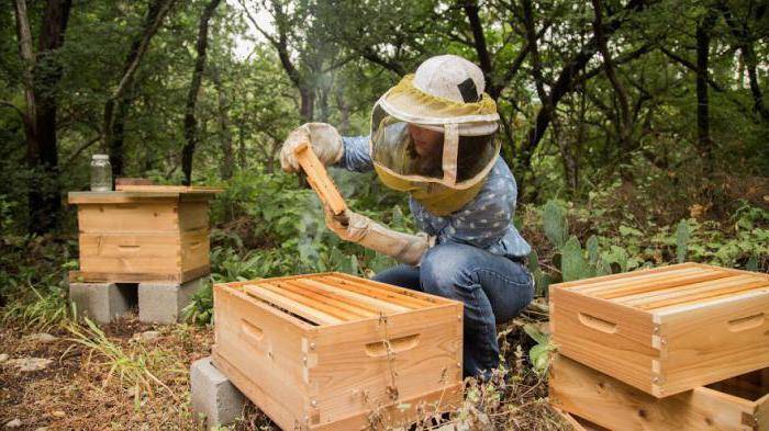 С чего начать начинающему пчеловоду: основы пчеловодства, как организовать пасеку с нуля, выбрать и содержать пчел
