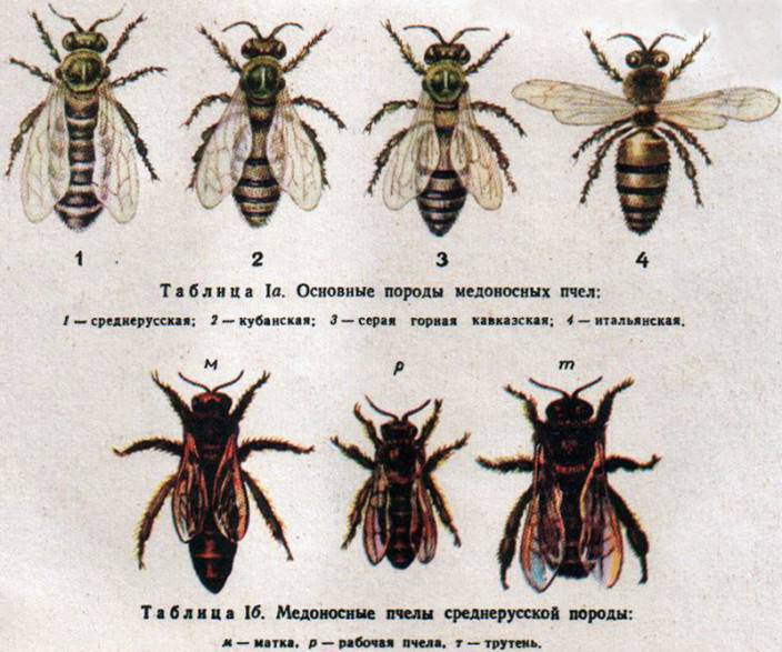Среднерусская порода пчел: фото, характеристика и содержание породы