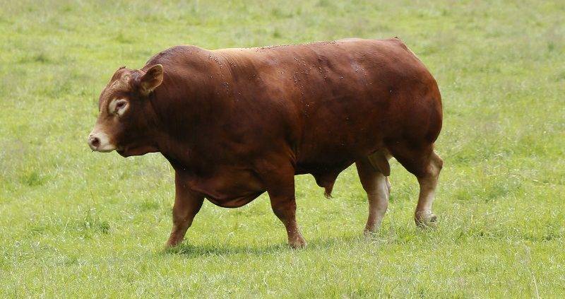 Описание и характеристики коров галловейской породы, правила содержания