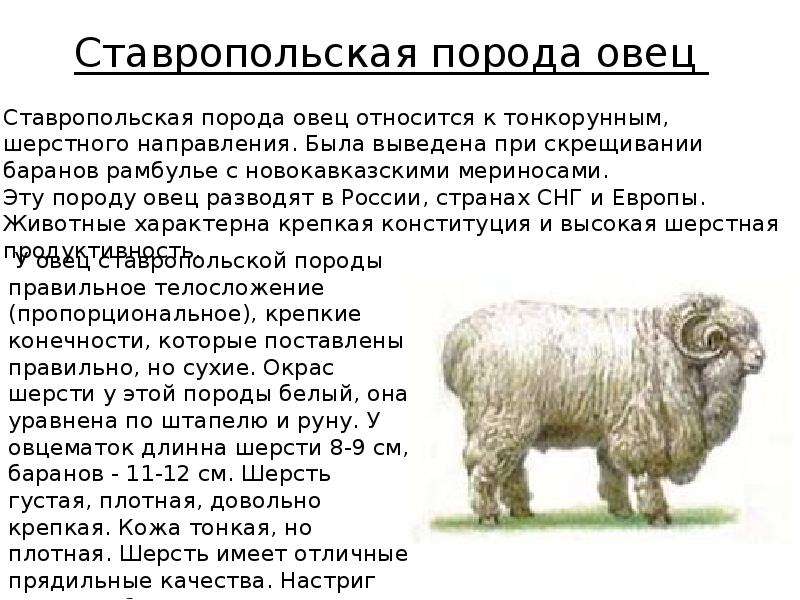 Карачаевская порода овец: основные характеристики, внешний вид, достоинства и недостатки породы, фото, видео