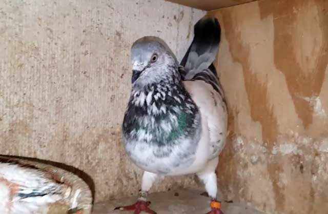 Вертячка у голубей: лечение, симптомы, этапы развития