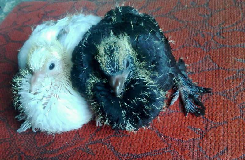 Дети голубей – интересная информация о птенцах, рекомендации по уходу и кормлению