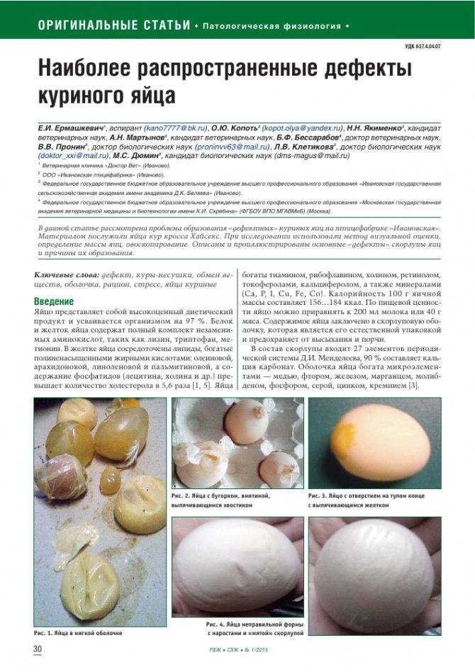 Куры несут яйца без скорлупы - причины и их устранение