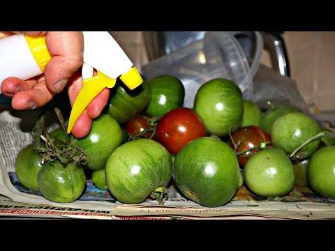 Как дома дозреть зеленые помидоры дома