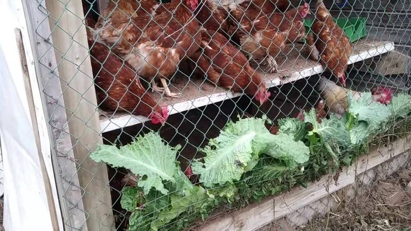 5 многолетников для кур – бесплатный корм, живая изгородь и место выгула — agroxxi