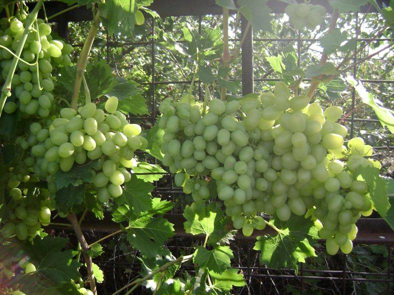 Виноград аркадия: описание сорта, выращивание и уход