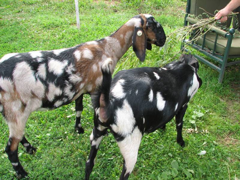 Нубийские козы (101 фото): описание породы и сравнительная характеристика с зааненскими козами