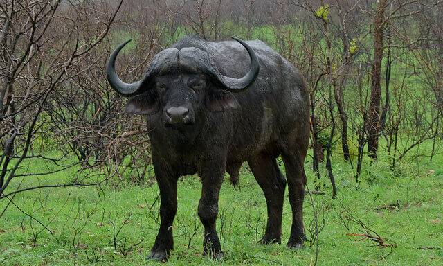 Домашний буйвол: особенности содержания и ухода