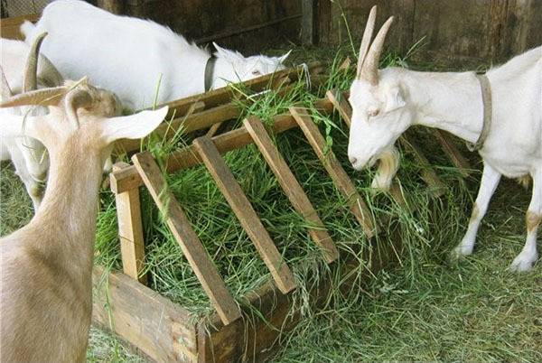 Разведение коз: выращивание и уход в домашних условиях для начинающих