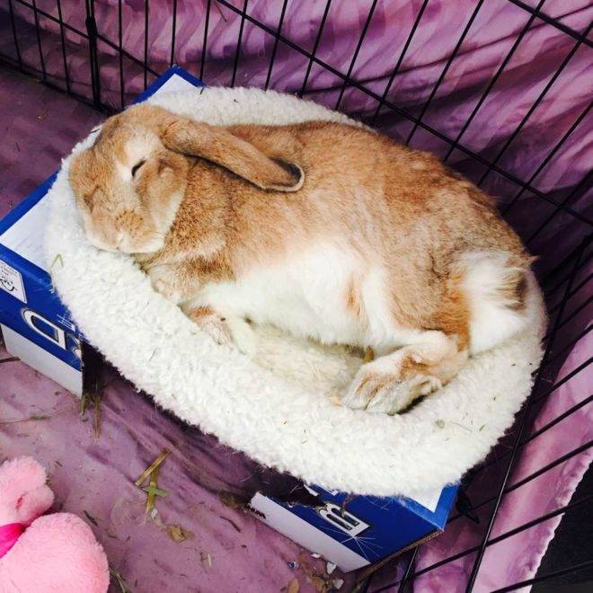 Сколько часов спит кролик. декоративные кролики