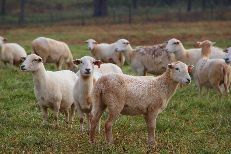 ᐉ катумские овцы: описание породы, уход, продуктивность, кормление и размножение - zookovcheg.ru