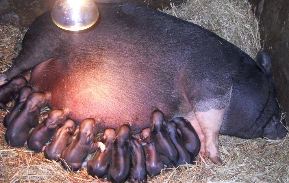 От чего зависит сколько свинья ходит беременная?