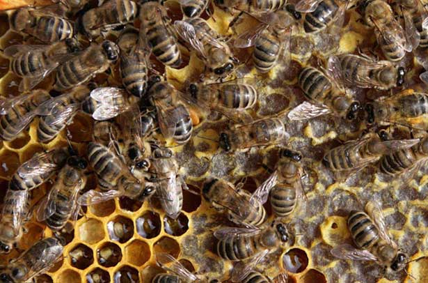 Украинская степная порода пчел – матковод амг – карника, бакфаст, итальянка